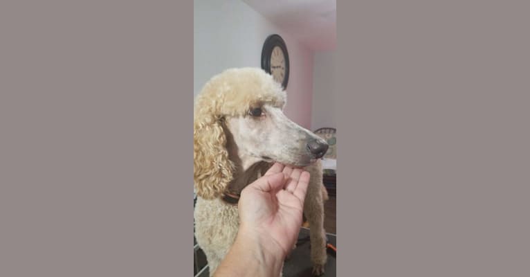 Photo of Denali, a Poodle (Standard)  in Crestview, Florida, USA