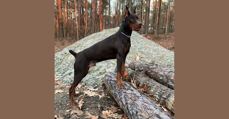 Photo of Tanner’s Forged in Fire “Brixx”, a Doberman Pinscher  in Louisiana, USA