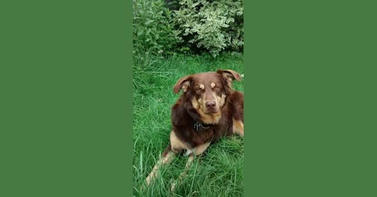 Knapper, a German Shepherd Dog and Collie mix tested with EmbarkVet.com