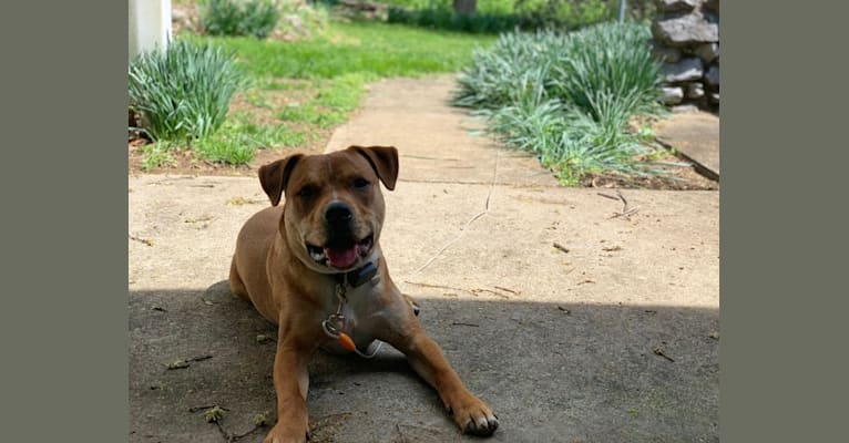 Photo of Andy, an American Staffordshire Terrier, American Bulldog, Rottweiler, and Australian Cattle Dog mix in Hagerstown, Maryland, USA