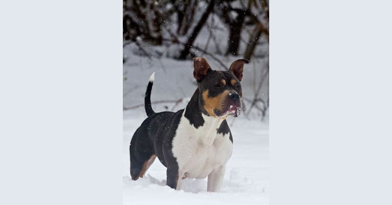 Letty von Wigglebottom, an American Bully and American Pit Bull Terrier mix tested with EmbarkVet.com