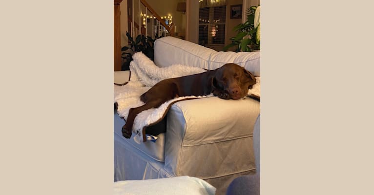 Photo of Cooper, a Labrador Retriever and Redbone Coonhound mix in Lexington, KY, USA