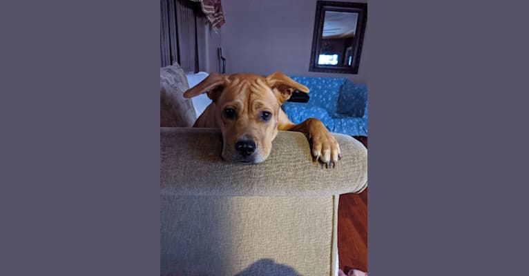 Nova, an American Pit Bull Terrier and German Shepherd Dog mix tested with EmbarkVet.com