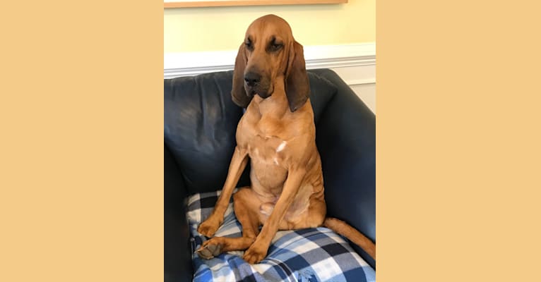 Photo of Rusty, a Bloodhound 
