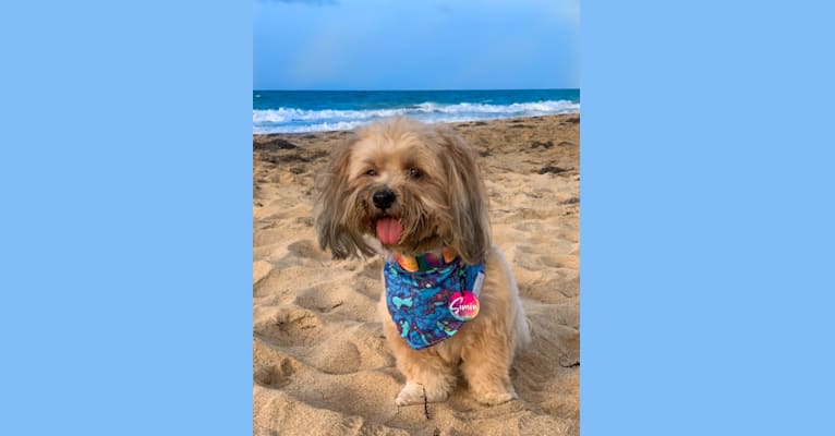 Photo of Simón, a Shih Tzu, Chihuahua, Pekingese, Poodle (Small), and Mixed mix in Puerto Rico