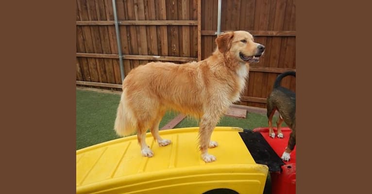 Sanders, a Golden Retriever and Great Pyrenees mix tested with EmbarkVet.com