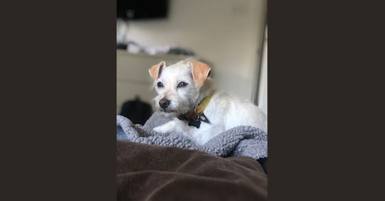 Charlie, a Miniature Schnauzer and Chihuahua mix tested with EmbarkVet.com