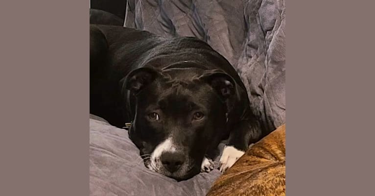 Luna, an American Pit Bull Terrier tested with EmbarkVet.com