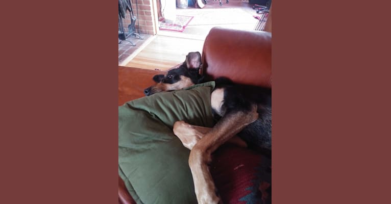 Photo of Jax, a Rottweiler, German Shepherd Dog, and Mixed mix