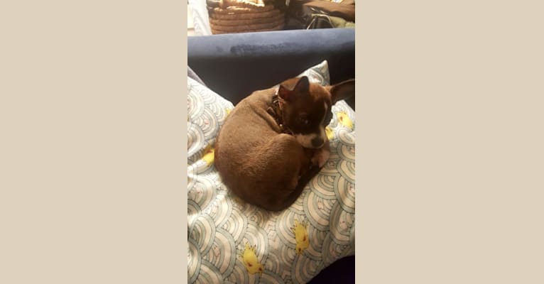 Cornelius, a Pug and Chihuahua mix tested with EmbarkVet.com