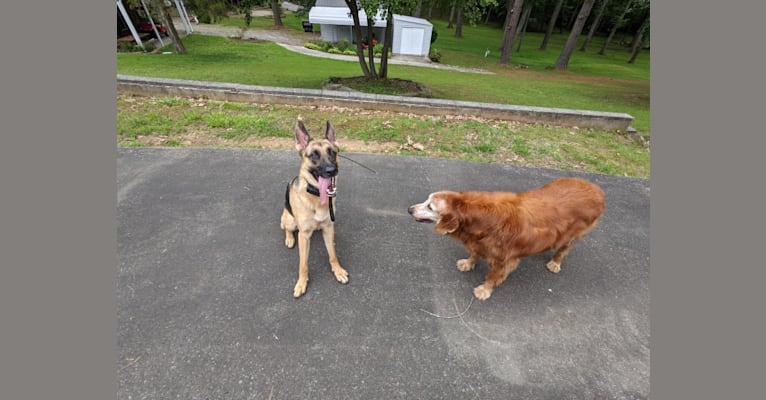 Lyra, a German Shepherd Dog tested with EmbarkVet.com