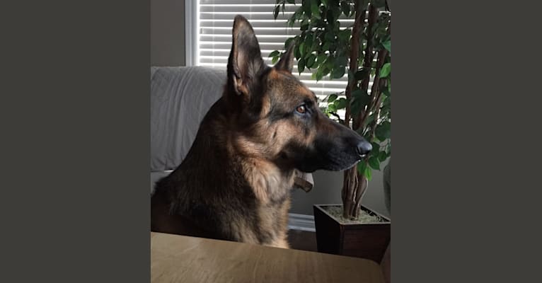 Ruger, a German Shepherd Dog tested with EmbarkVet.com