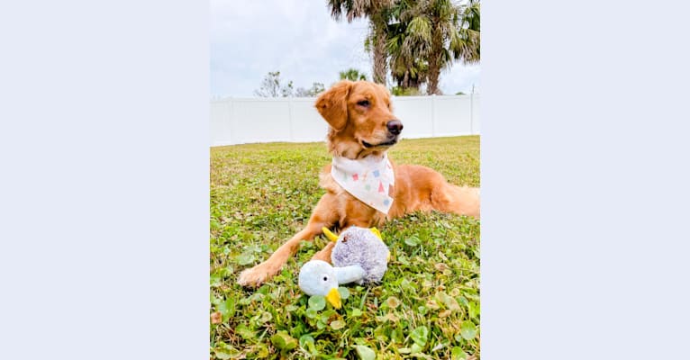 Photo of Emmie, a Golden Retriever  in Jacksonville, FL, USA