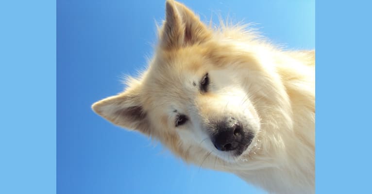 Olmo, an Alaskan Malamute and German Shepherd Dog mix tested with EmbarkVet.com