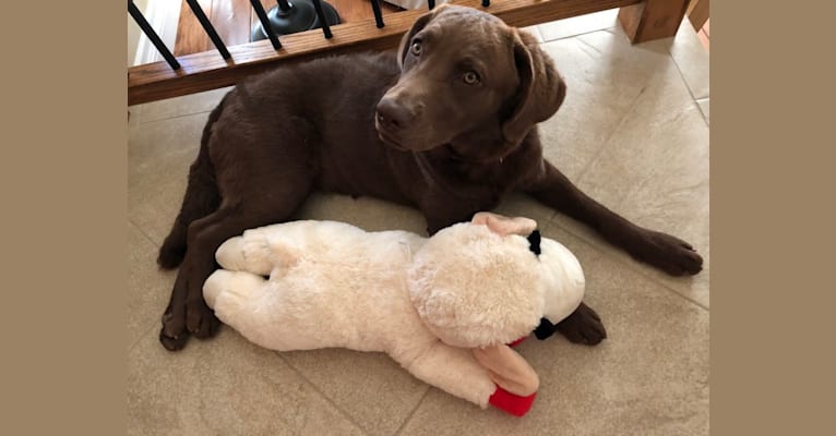 Kola, a Chesapeake Bay Retriever tested with EmbarkVet.com