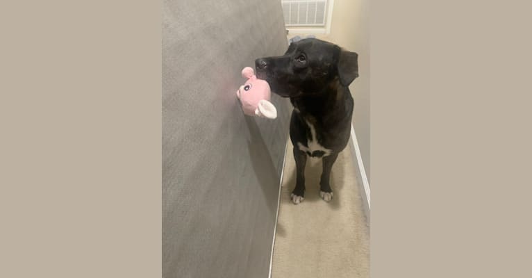 Photo of Zero, an American Pit Bull Terrier, American Staffordshire Terrier, and Mixed mix in Vacaville, California, USA