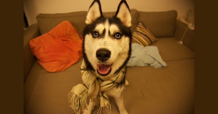 Keiko, a Siberian Husky tested with EmbarkVet.com