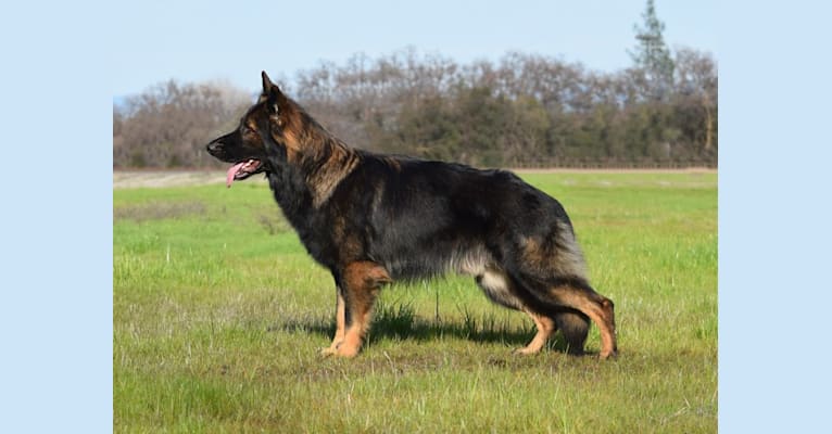 Natsu, a German Shepherd Dog tested with EmbarkVet.com