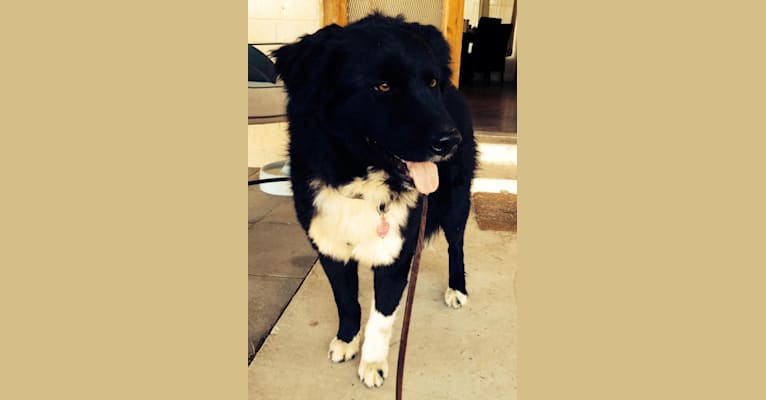 Photo of Nick, a Chow Chow, Poodle (Small), and Mixed mix in Tucson, Arizona, USA
