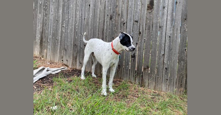 Photo of Winston Collins, an American Pit Bull Terrier, Dalmatian, Shih Tzu, Labrador Retriever, and Mixed mix in Texas, USA