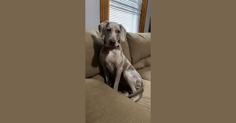 Maggie, a Weimaraner and Catahoula Leopard Dog mix tested with EmbarkVet.com