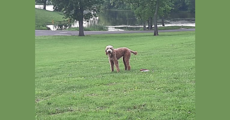 Ozzie, a Poodle (Standard) and Irish Setter mix tested with EmbarkVet.com