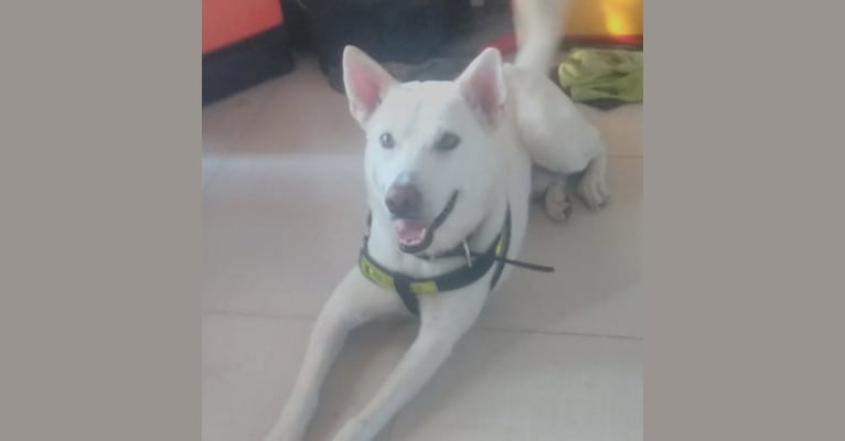 Rex, a Southeast Asian Village Dog and Siberian Husky mix tested with EmbarkVet.com