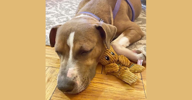 Morty, an American Pit Bull Terrier and American Staffordshire Terrier mix tested with EmbarkVet.com