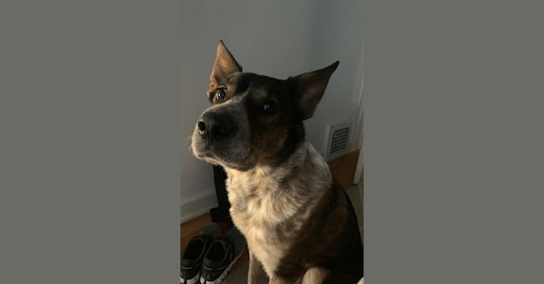 Kiyoshi, an Australian Cattle Dog and Border Collie mix tested with EmbarkVet.com