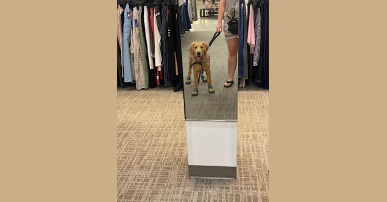 Echo, a Golden Retriever and Labrador Retriever mix tested with EmbarkVet.com