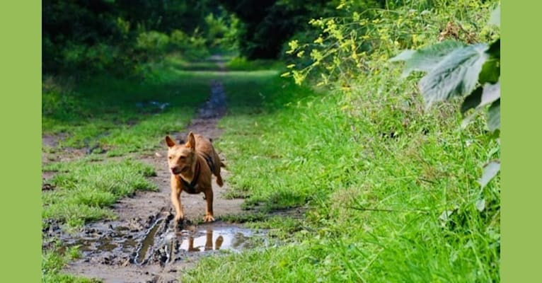 Lena, a Western European Village Dog tested with EmbarkVet.com
