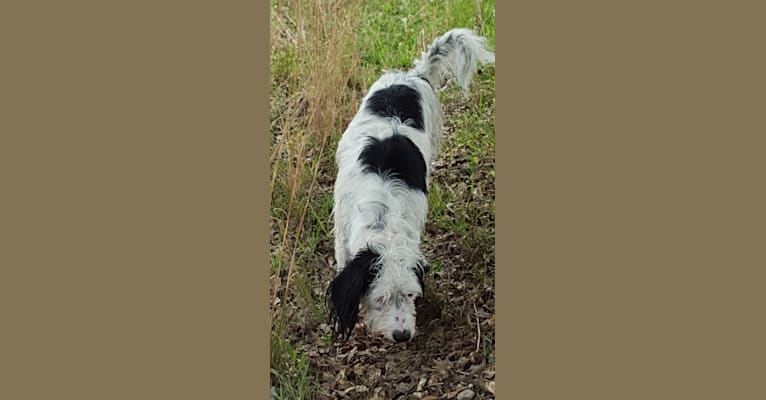 Snoopy, a Llewellin Setter and Bichon Frise mix tested with EmbarkVet.com