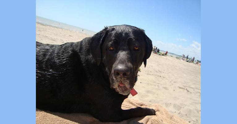 Lola, a Labrador Retriever and Neapolitan Mastiff mix tested with EmbarkVet.com