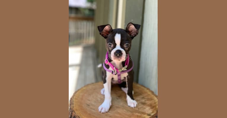 Photo of Dolly Jewel, a Boston Terrier  in Church Hill, Tennessee, USA