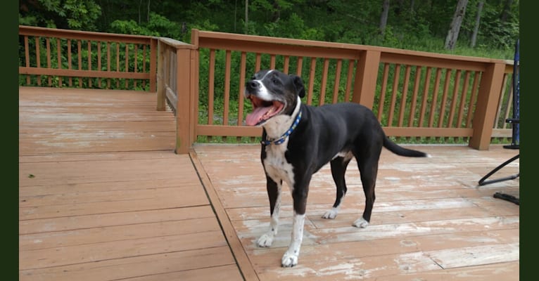 Jack, an American Bulldog and Labrador Retriever mix tested with EmbarkVet.com