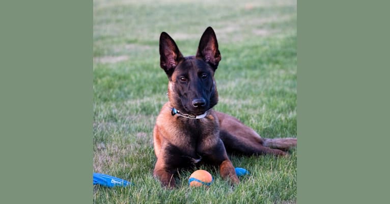 Kygo, a Belgian Shepherd tested with EmbarkVet.com