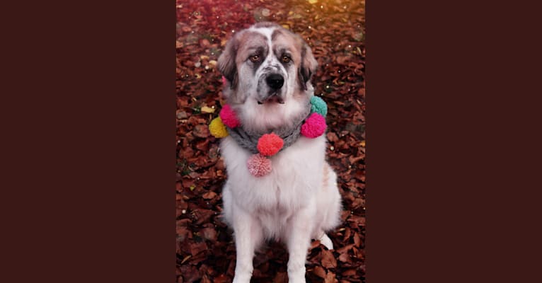 Shammy, a Great Pyrenees tested with EmbarkVet.com