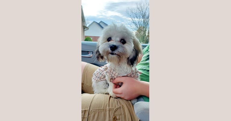 Kaylee, a Maltese and Shih Tzu mix tested with EmbarkVet.com