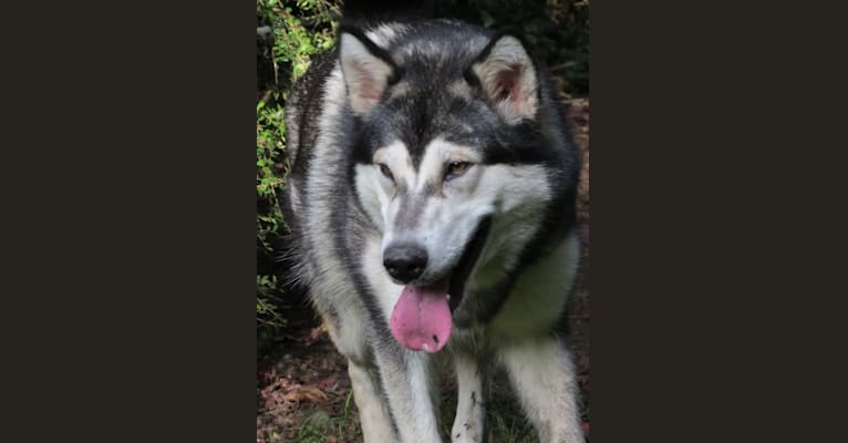 Rune, an Alaskan Malamute and German Shepherd Dog mix tested with EmbarkVet.com