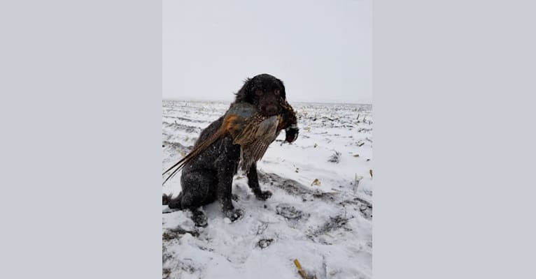 Photo of Cooper, a German Longhaired Pointer  in Strasburg, Colorado, USA