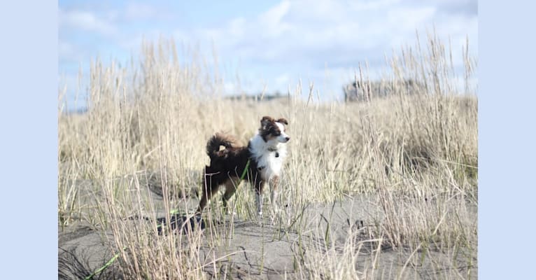 Ludo, an Australian Shepherd Group tested with EmbarkVet.com