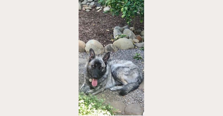 Draygo, a German Shepherd Dog and Alaskan Malamute mix tested with EmbarkVet.com