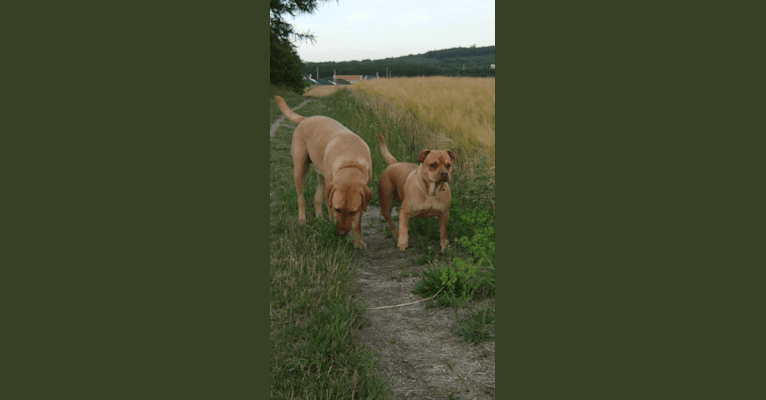 Josie, a Bulldog and Labrador Retriever mix tested with EmbarkVet.com
