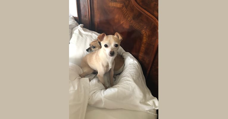 Photo of GURU, a Chihuahua, Pomeranian, Poodle (Small), and Mixed mix in Hollister, California, USA