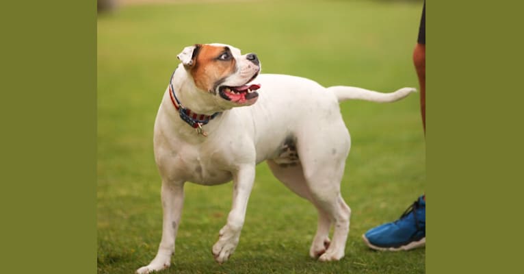 Kobe, a Bulldog and American Pit Bull Terrier mix tested with EmbarkVet.com