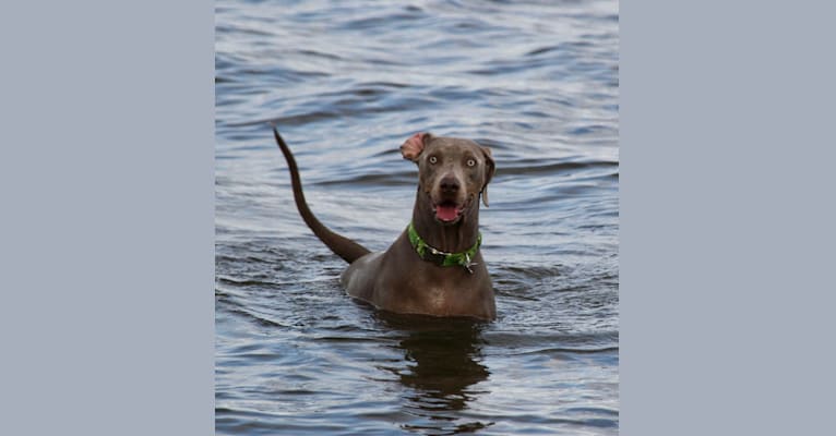 Major, a Catahoula Leopard Dog and Labrador Retriever mix tested with EmbarkVet.com