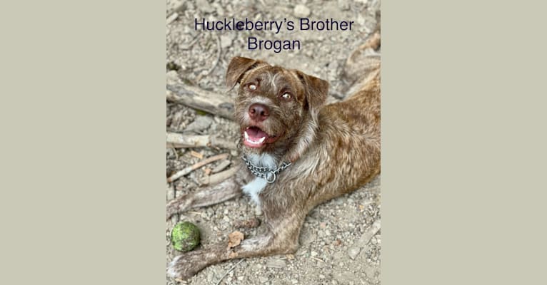 Photo of Huckleberry, an American Pit Bull Terrier, Pomeranian, Poodle (Small), German Shepherd Dog, and Miniature Schnauzer mix in Centralia, Washington, USA