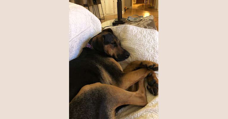 Bella, a Labrador Retriever and Foxhound mix tested with EmbarkVet.com