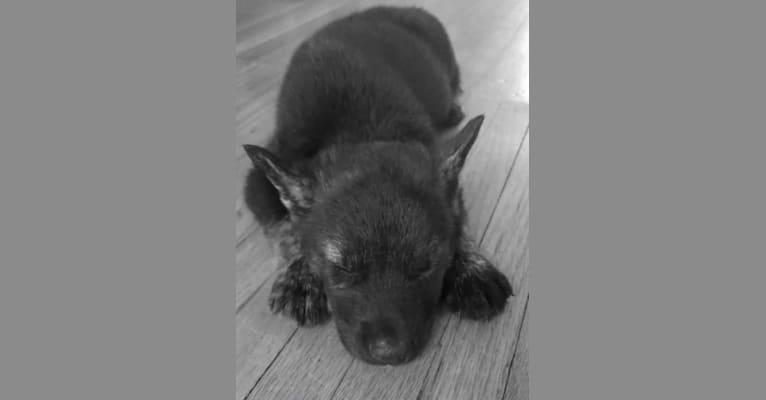 Frank, a Siberian Husky and German Shepherd Dog mix tested with EmbarkVet.com