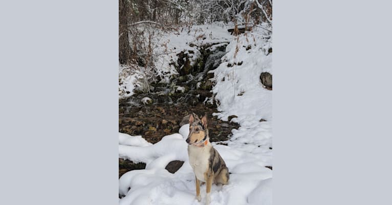 Photo of Moqui, a Collie  in Athol, ID, USA